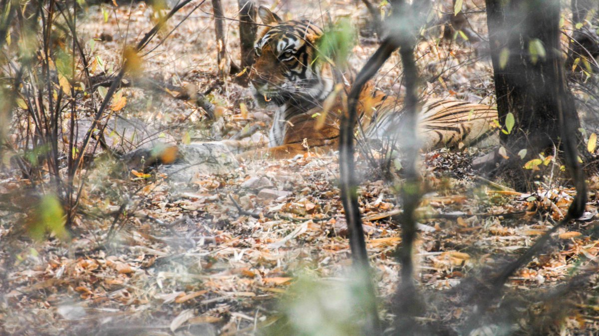 Here is one Tiger shot from Ranthambore National Park in memories for #TigersForDicky I started interacting with @adityadickysin once he saw one of my Ranthambore videos I posted here, where his upcoming house was visible in a drone shot youtu.be/mv9BW_B-r8c?si… Will always…