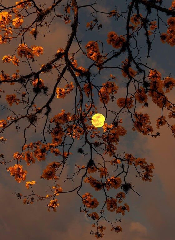 🌜moonlight🌛 tweet media