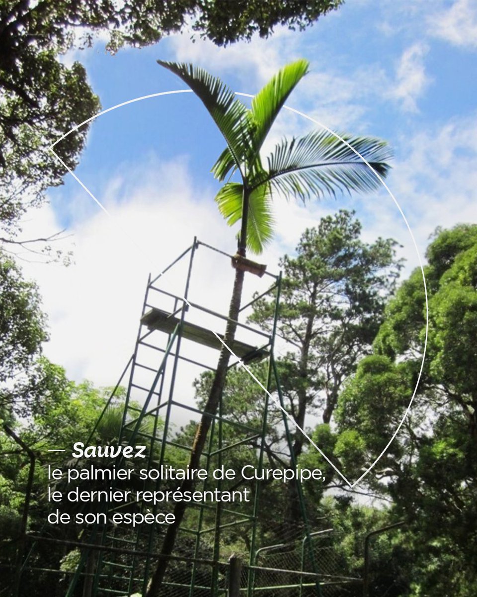 🚨 Sur l’île Maurice, des plantes endémiques sont menacées d’extinction, ce qui pourrait faire basculer l’équilibre naturel de ce haut lieu de biodiversité. D'un autre côté, grâce aux biotechnologies végétales, avec le Conservatoire botanique de Brest, nous essayons de régénérer