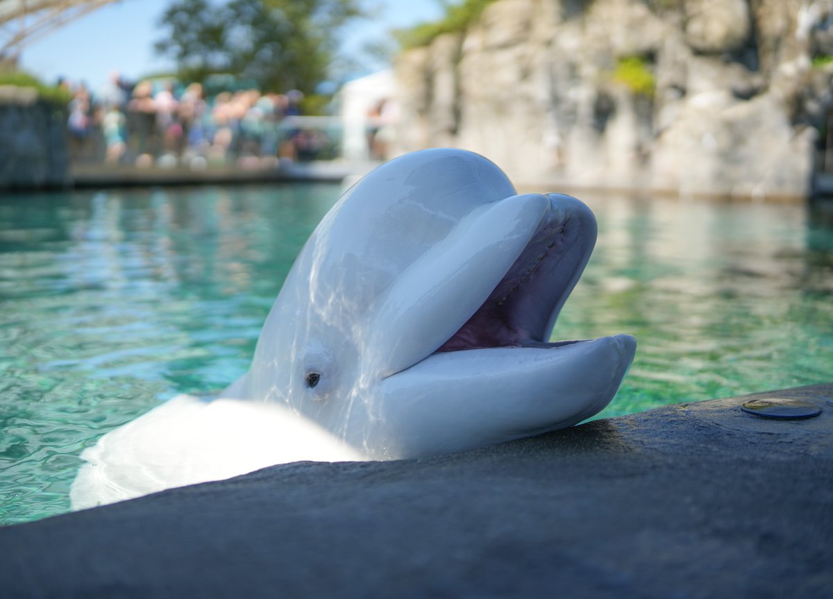 mysticaquarium's tweet image. Happy Friday from Juno!