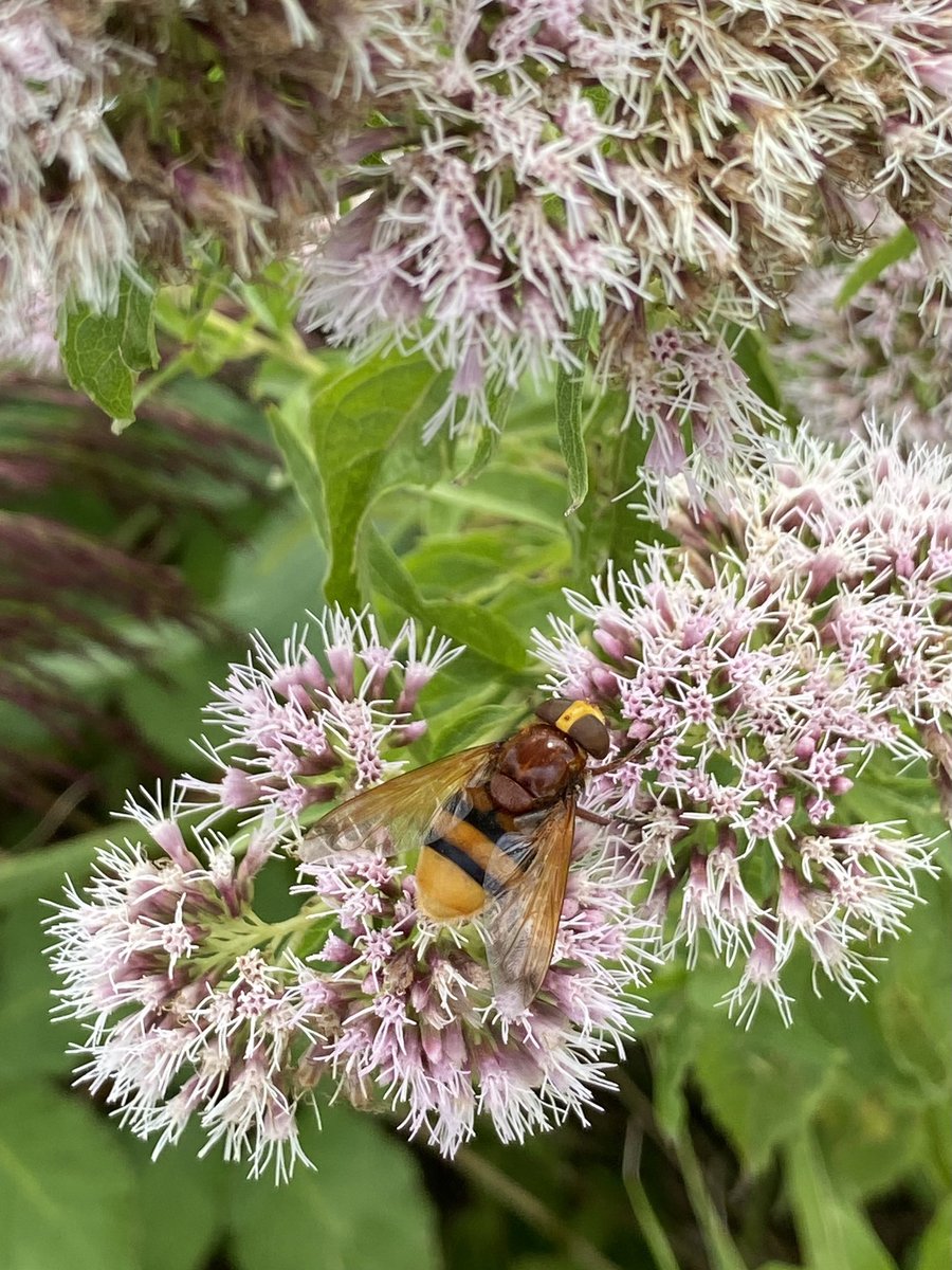 Zie je ze ook vliegen? Veel vlinders 🦋 vandaag in <a href="/Gemeente_LV/">Gemeente LV</a> 
Zelf houd ik mijn flora en fauna waarnemingen bij via waarneming.nl/apps/obsidenti…. Een gratis app die via fotoherkenning aangeeft welke soort het is. Alle waarnemingen samen leveren data op over onze natuur. Doe mee!