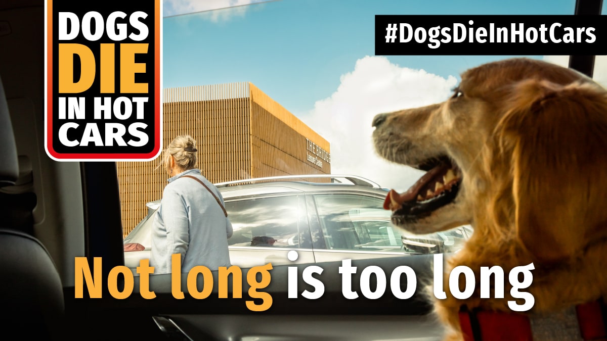 🐕🚗 Planning a weekend getaway? Think twice about making a journey with your dog ✋

❌ Never leave your dog unattended in a hot car, even in the shade or with the windows wound down.

⚠️ #DogsDieInHotCars - follow our advice if you see a dog in distress: bit.ly/3xJNWrf