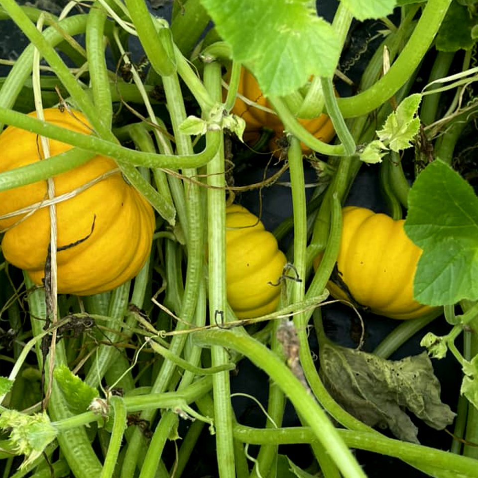 montysplantfood's tweet photo. Paul Miles, Monty's Eastern Division Director, provides us with a glimpse into the results from Monty’s PlantVantage products!
https://t.co/s0W24VzvEZ
#humictechnology #soilhealth #humicsleader #nutrientsolutions https://t.co/R0FaCKkCBY