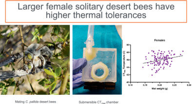 Ecol_Ent's tweet photo. New work by @Bee_Bytes et al. investigates the impact of body size on critical thermal maxima in female solitary desert bees: https://t.co/2GMyxI7q9k
#Hymenoptera #SolitaryBees #CTmax https://t.co/gJopmcstD8