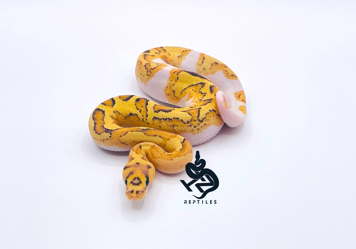 SHN_reptiles's tweet photo. disco fire enchi yb clown 0.1
・2023 SHNCB
・クラウンパイに見られますが、パラドックスです^ ^
・with a cool whiteside :)
→385000円税込
興味ある方ご連絡ください^ ^

#ボールパイソン 
#SHNCB https://t.co/QbUtFng5xq