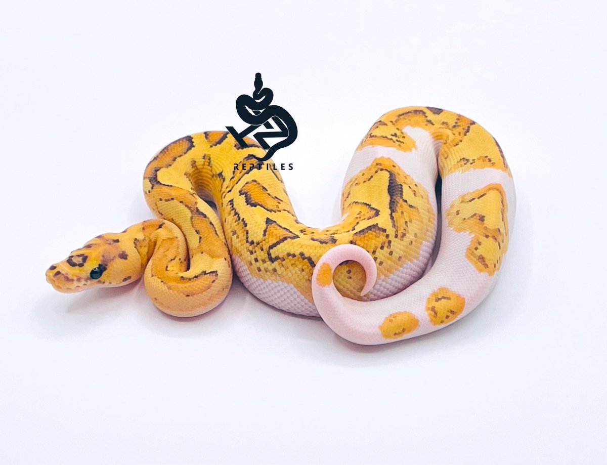 SHN_reptiles's tweet photo. disco fire enchi yb clown 0.1
・2023 SHNCB
・クラウンパイに見られますが、パラドックスです^ ^
・with a cool whiteside :)
→385000円税込
興味ある方ご連絡ください^ ^

#ボールパイソン 
#SHNCB https://t.co/QbUtFng5xq