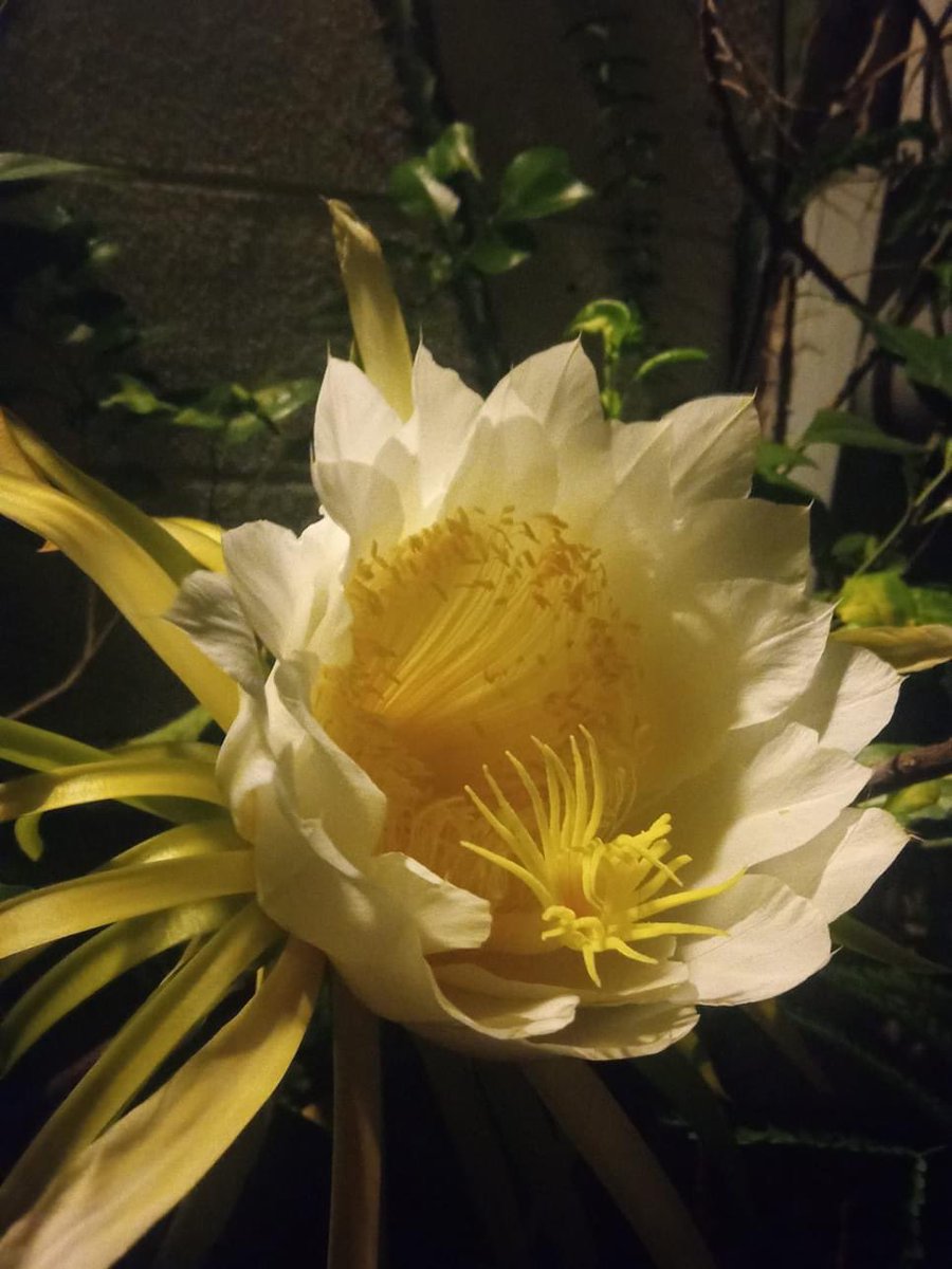 Last night’s bloom, I love cacti !!! 
#cacti #blooms #flowerlover #GardeningX #nightlife