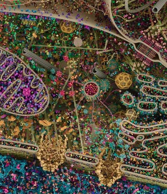 One of the most detailed models of a human cell. Obtained using X-ray, and cryoelectron microscopy: