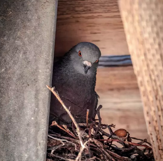 EmrisServices's tweet photo. Pigeon Control Services
https://t.co/JBbE7bQBTw

#EmrisServices covers the North West, including Liverpool, Widnes, Runcorn, Warrington, St Helens &amp; Frodsham.

#PestControl #PestControlServices #PestControlService #PestControlProfessionals #PestControlCompany #Pigeon #Pigeons https://t.co/bcxmgWN6Su
