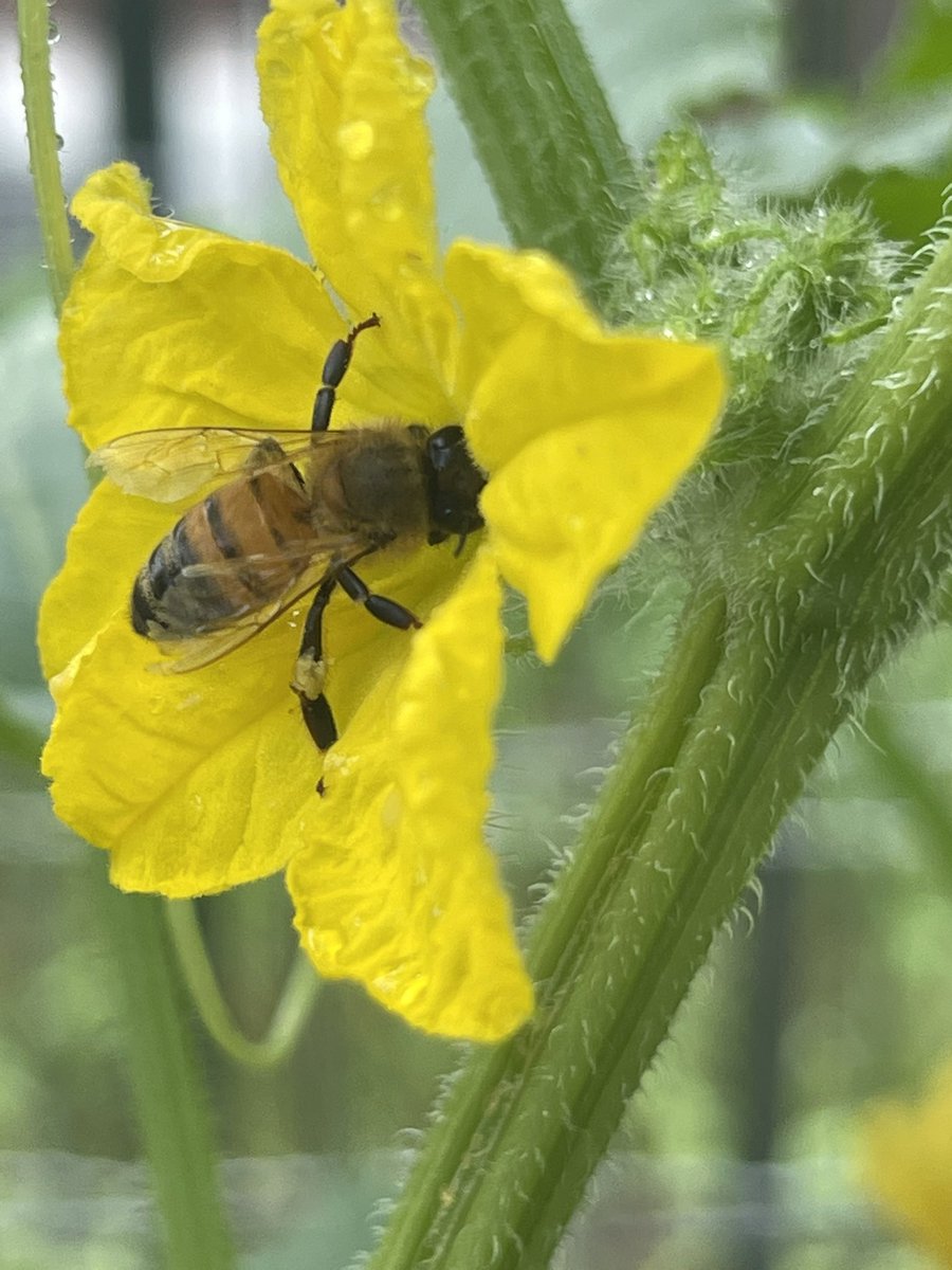 CarlVogelpohl's tweet photo. September is #NationalHoneyMonth. Our 🍯 from the Maumelle River valley darkens with pollen of fall’s flowers. 🐝s are the heartbeat of orchards & gardens, critical to global ecosystems. With 22k domestic colonies in AR & 2.7M in the US, let’s protect them. #FromHiveToTable #BeeKeeper #Honey #bees #honeybees