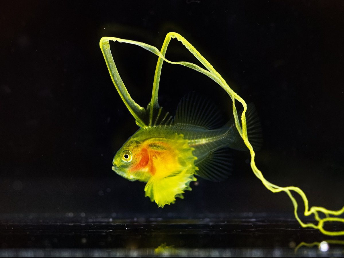 キアリ⭐︎No.1127、1126スイカ1110くらげ1112海1124金魚 水の中の雅 金魚の旅と日本文化 – WABISUKE