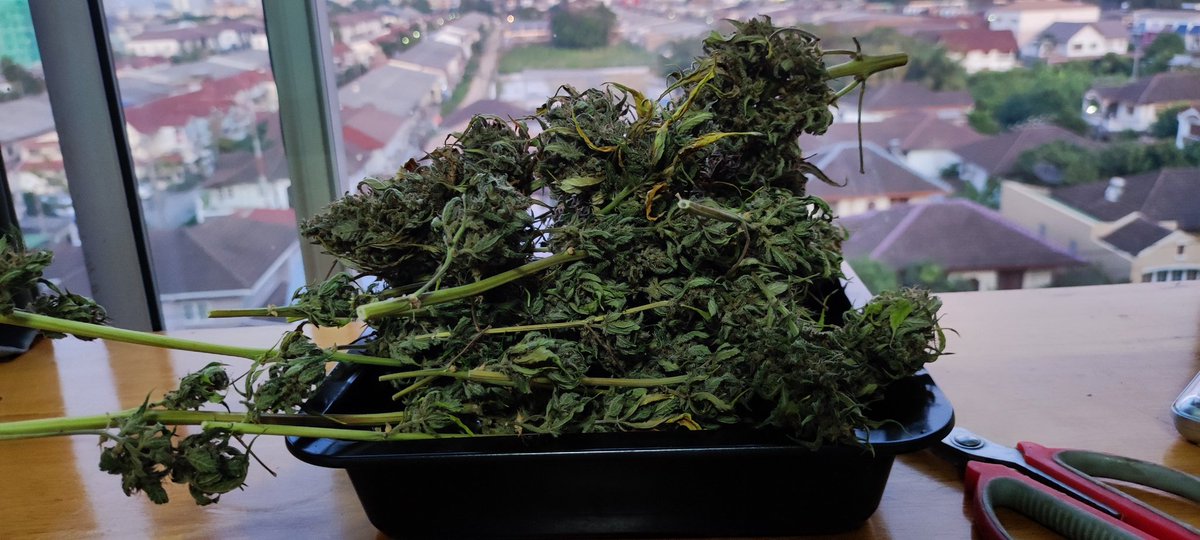 41_protay's tweet photo. 🤔🤔🤔
#420Life #420friendly #420lover #CannabisCommunity #cannabisculture #weedthailand #WeedLovers #กัญชาog https://t.co/xiofMfOx6B