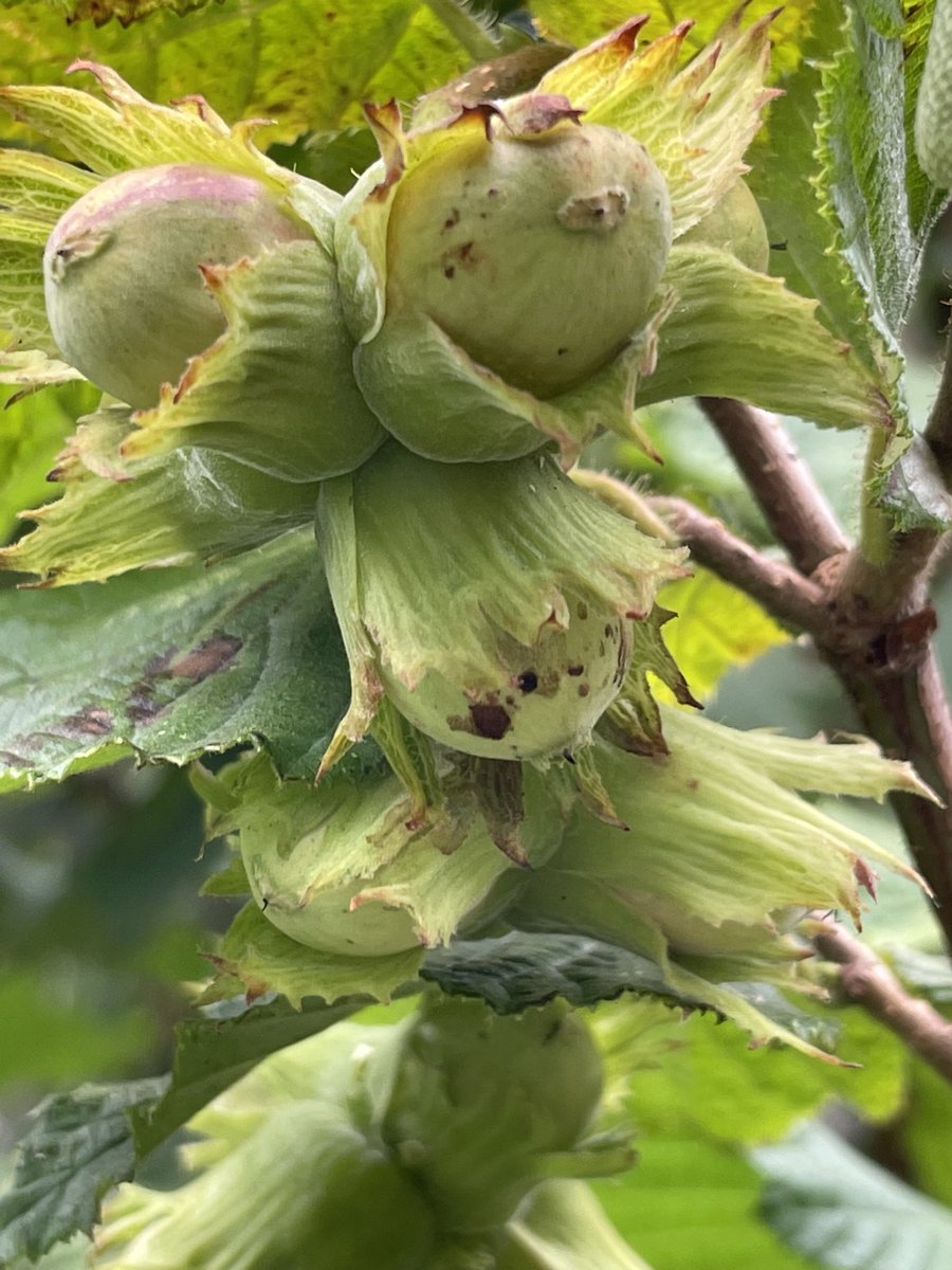 Has anyone noticed any hazelnuts yet this year? Some of the best fruiting hazel trees are those that have been part of coppiced work in the past, where the trees are good and healthy. This style of management has been happening in the AONB for centuries.

#RangerWork