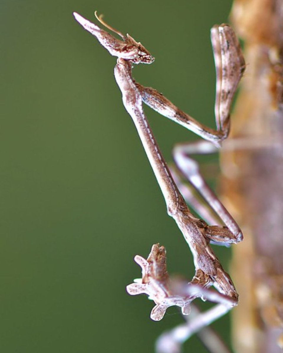 Opie_insectes's tweet photo. Empuse - Nathalie Cousin | La connaissance passe par l'émerveillement ! ✨

Envoyez-nous vos photos d'insectes identifiés, en France métropolitaine avec votre nom à l'adresse : communication@insectes.org

#insecte #photo #empuse https://t.co/IDhLUsXN2H