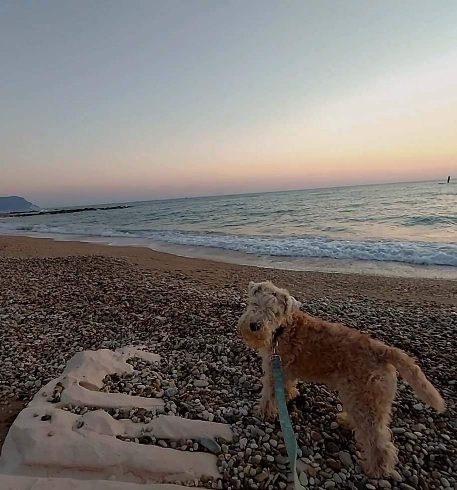 happyterrier's tweet photo. Hey Pals!!! Today it's my birthday! I'm 6 y.o. now, such a grown up doggo 〰️ 🐾🎂🎈Wilson https://t.co/YXLrCZ6wBs
