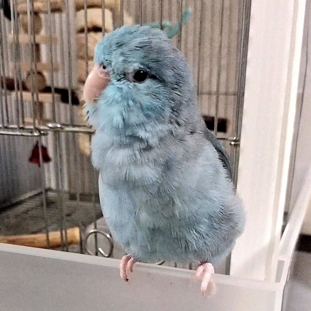 コロナでダウンしてます😅
帰宅後は手洗いうがいしっかりしてましたが罹りました💦
一家全滅です😱
みなさんも気をつけて！
具合悪くて全然放鳥できてない🥲