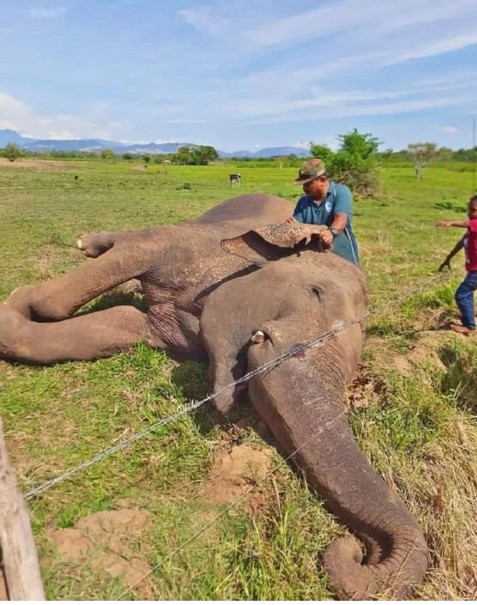 numberslka's tweet photo. 🐘 Sri Lanka's 🇱🇰 wild elephant population is declining rapidly.

⭕ The last elephant census conducted in Sri Lanka was in 2011, which counted 5,879 elephants, approximately 6,000.

⚠️ Over the past 10 years, nearly 3,500 elephants have been reported dead. If this alarming trend persists, elephants in this country could face extinction within the next 25-30 years.

🗺️: Sri Lanka population density in 2019 and distribution of elephant deaths between 2019 and 2021. (Central Bank of Sri Lanka, 2019, DWC)

#SriLanka #SaveElephants