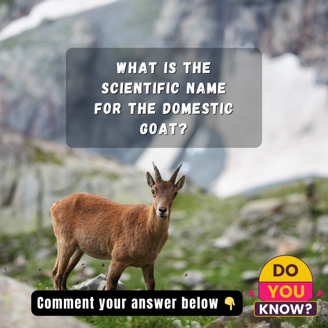 GoatsSana's tweet photo. #goat_quiz #GOAT𓃵 #goatlove https://t.co/VbJ1Sim5ZF