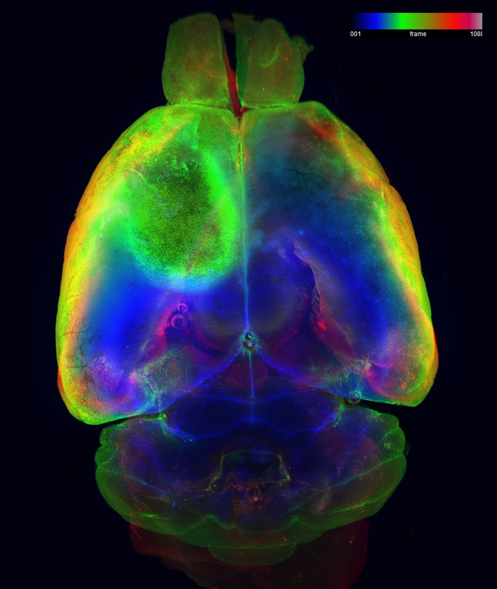 Here is an amazing image from a pilot experiment in collaboration with @kirstycraigie, who is a tissue clearing and 3D light sheet microscopy expert! This is a whole cleared (stroke) brain stained for macrophages with colours reflecting depth of staining 🧠 #FluorescenceFriday