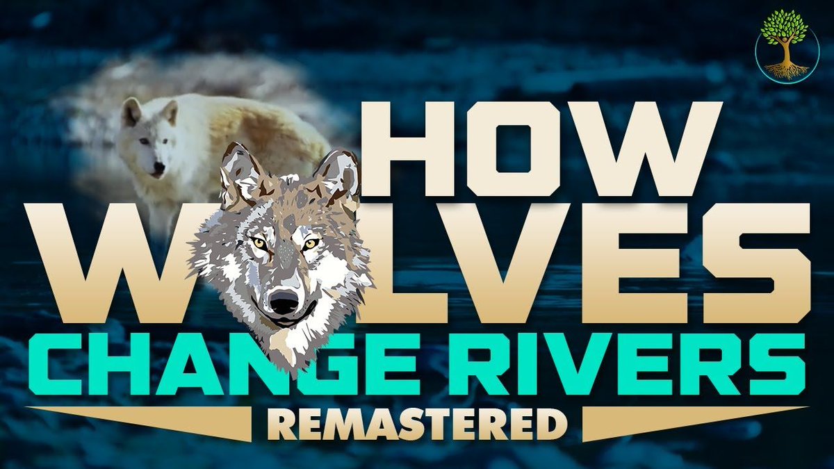 leadwithfundogs's tweet image. Wolves changed the rivers of Yellowstone. Wow! youtu.be/W88Sact1kws?si…