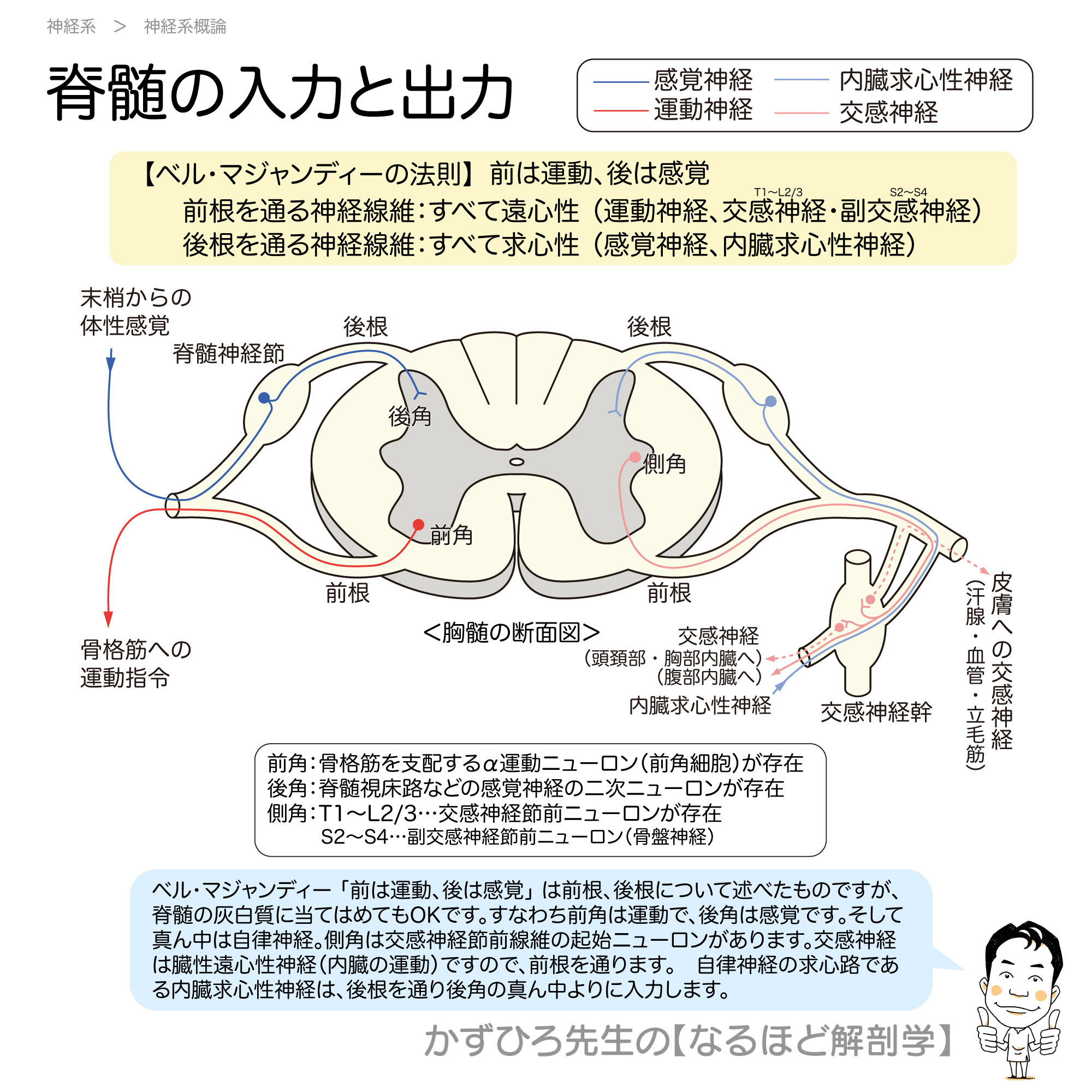 図や写真がすばらしい　断裁済み:基礎・臨床解剖学　脊柱　脊髄　自律神経 基礎・臨床解剖学 脊柱 脊髄 自律神経 | グレゴリー・クレイマー