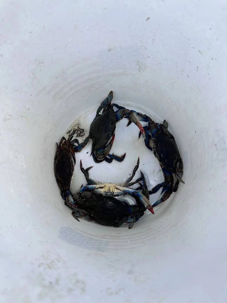 AndyJuan0318's tweet photo. Hand Rowboat ($80) / Electric Boat ($150)
Bucket, plunge net, lanyard, bait
🍽️ name: Red Bank Marina
⏲️ Hours of operation: 7:00am-4:00pm
🏡Address: 261 W Front Street, NJ, 07701
🅿️ Parking: Marine Park Parking Lot
#New York, NY, USA 🇺🇸 #New Jersey #Outdoors #Crab Fishing https://t.co/NRy13B3dX9