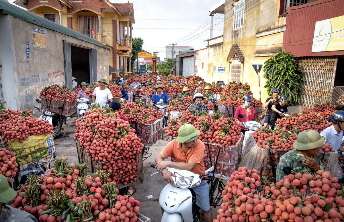 facilitatetrade's tweet image. 𝐕𝐢𝐞𝐭𝐧𝐚𝐦𝐞𝐬𝐞 #𝐥𝐢𝐭𝐜𝐡𝐢 🍊: a cultural icon &amp;amp; key export. Wonder how to export it from 🇻🇳? Follow the procedures 🔍available on #InfoVietTrade Portal 💻, run by @ExportVietrade with support of @facilitatetrade @UNCTAD @DanishMFA