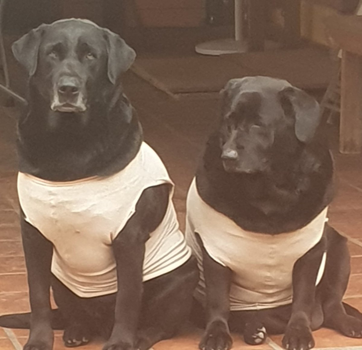 lmdecarli3's tweet photo. Mama me manda foto de Los perros diciendo que les hizo una remerita para el frio. Ahora son perros tumberos. 

Esto es la villa marito https://t.co/z20sA73Ud3
