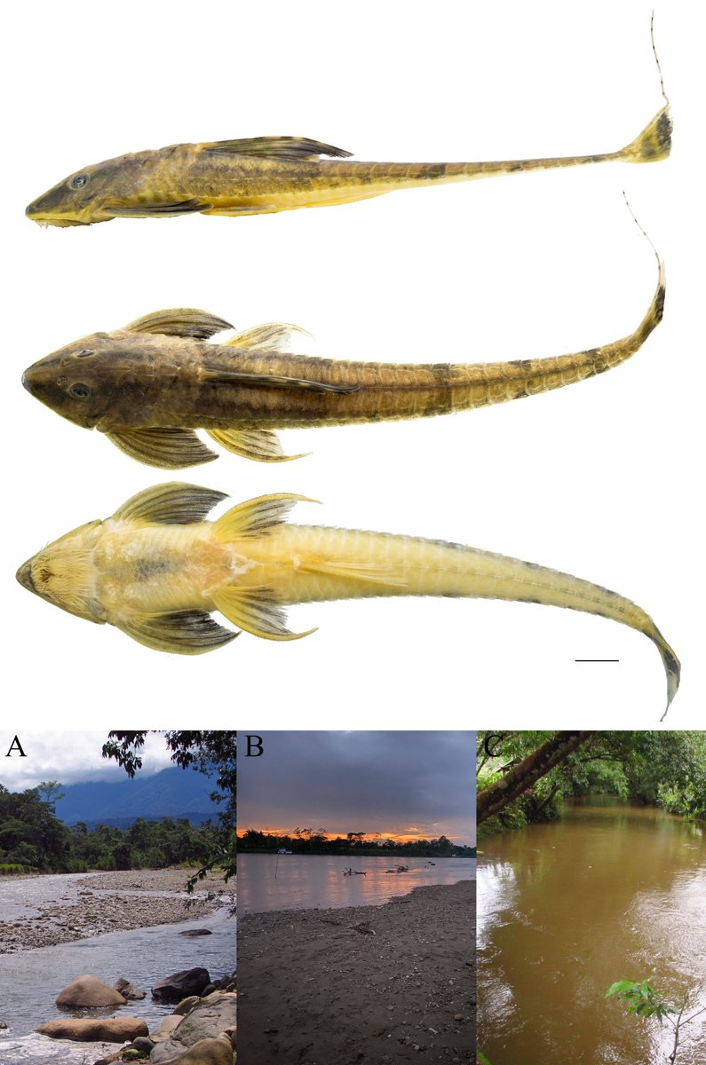 #NewSpeciesAlert - 𝐿𝑜𝑟𝑖𝑐𝑎𝑟𝑖𝑎 𝑛𝑖𝑚𝑎𝑖𝑟𝑎𝑐𝑜, a new species of #𝐿𝑜𝑟𝑖𝑐𝑎𝑟𝑖𝑎 (#Loricariidae: #Loricariinae) from the upper #AmazonRiver basin, #Colombia. #Loricariid
🔓 bit.ly/485djGI