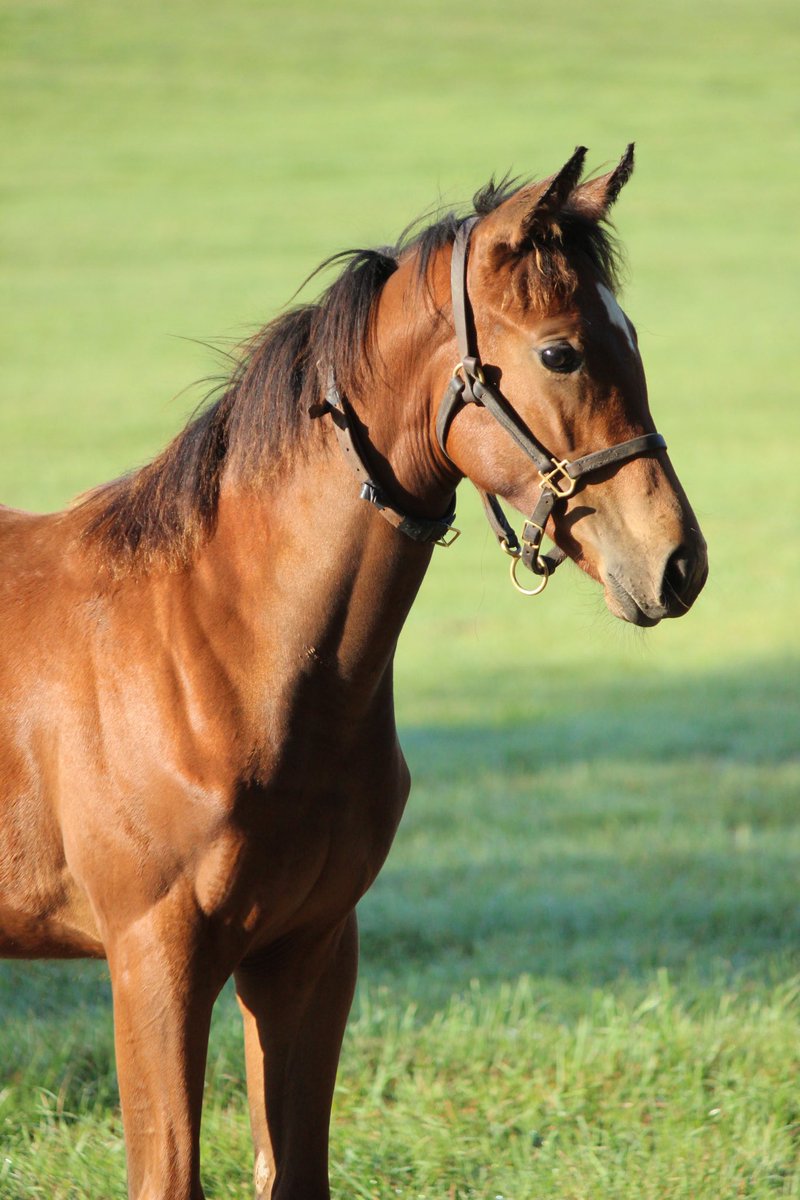 This gorgeous filly by STREET SENSE out of STUDENT BODY wanted to roll #FoalFriday and #CrazyHairDay into one 🤪