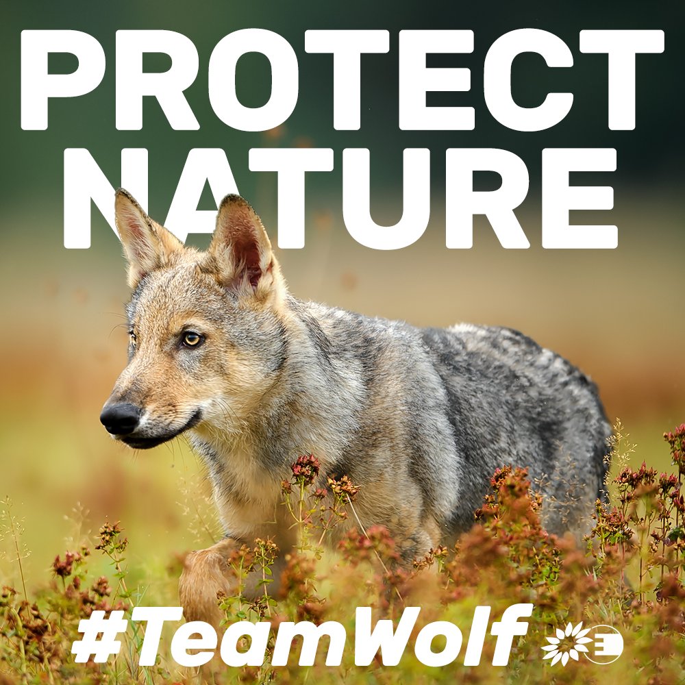 Wolves are an endangered species that do not harm humans. They are part of nature.🐺

But conservative &amp; far-right politicians are questioning their protection.

Our position is clear: We can live in harmony with wolves while protecting our farm animals &amp; pets.