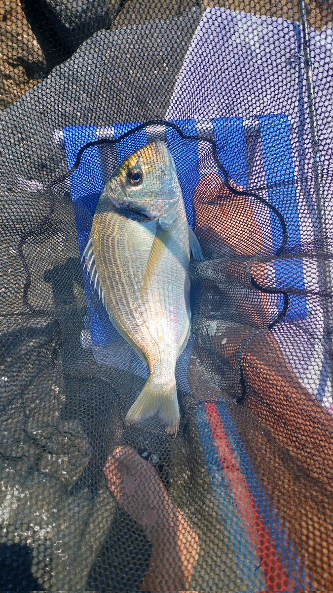 Mattinata proficua 🎣