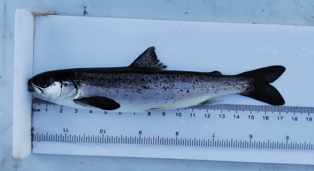 louisechavarie's tweet photo. Alert: We are recruiting a PhD student!!! If you are interested in hydrology, fish movement, and modelling - this is for you! Conditions in Norway are amazing, including high salary...We hope to see your application! Please RT
https://t.co/EJ4LW7Ktfx https://t.co/cTRQNfHXF7