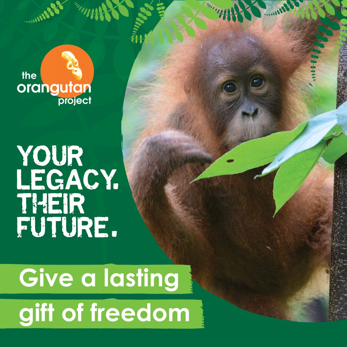 OrangutanTOP's tweet photo. As Include a Charity Week comes to a close, we’d like to remind you of the FREE Will offer from our partners Gathered Here.

Follow the link to find out more: https://t.co/ZERZJouZiU

#includeacharity #GiftsInWills #yourlegacy #theorangutanproject https://t.co/5igKNWivHy