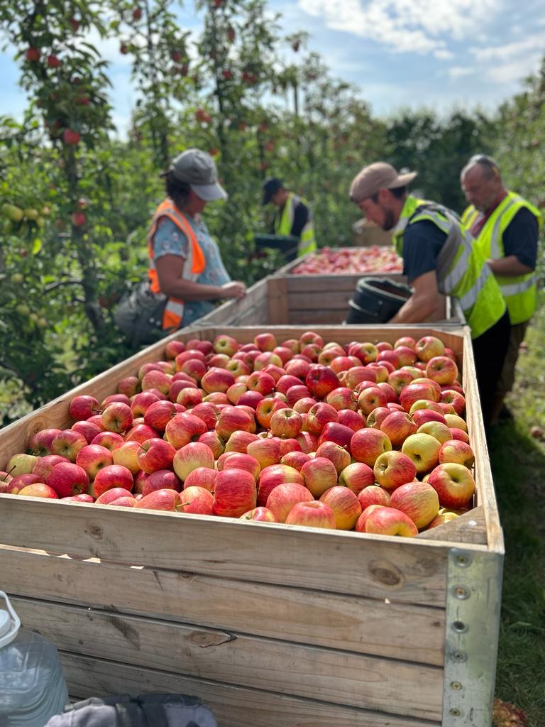 #Harvest2023 Our Teams have begun harvesting British Zari Apples at Shrubbery Farm today.

#British #Apples #Farming