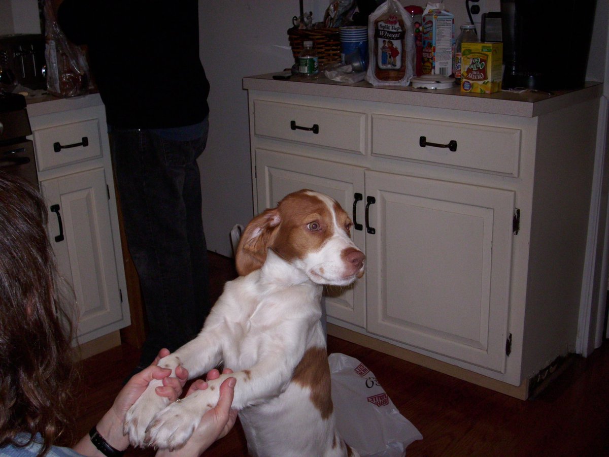 Allison Leah | folk-pop artist 🌸🌷 tweet media