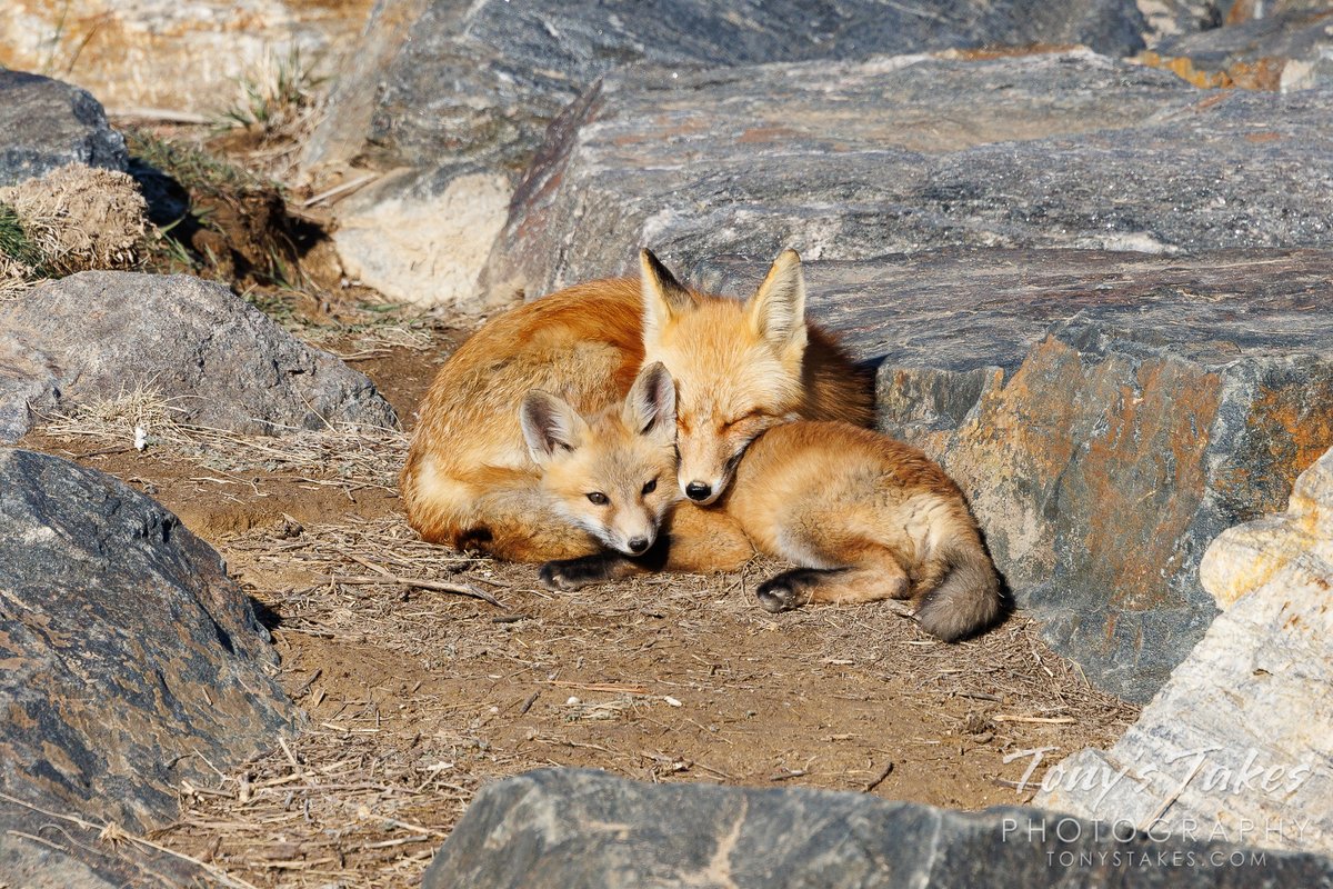 TonysTakes's tweet photo. Snuggling up with mama for #FoxFriday. A throwback to this past April when I spent some time with this beautiful vixen and her kits. A rare moment when the little one wasn't bounding around.

#fox #vixen #redfox #wildlife #wildlifephotography #Colorado #GetOutside #foxkit https://t.co/2m9FBnZkzY