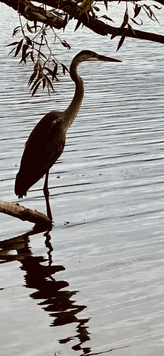 Loves me a good Heron.