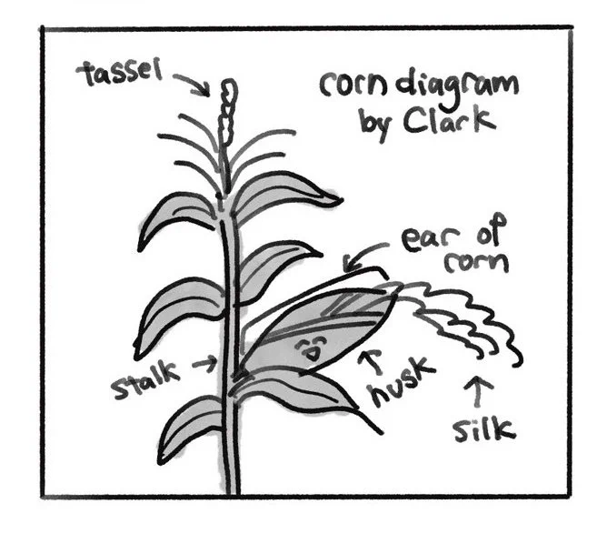 I learned a lot about corn.とうもろこしが耳なのほんと面白い  