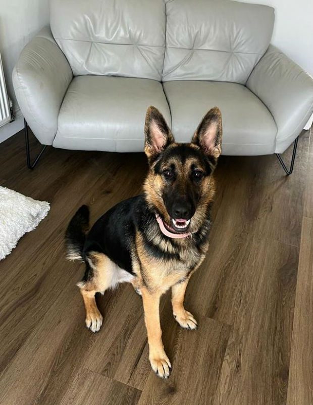 gsrescueelite's tweet photo. Lana is coming up to a year old and she can live with kids and other #dogs, Lana's owners have put a lot of effort in but due to a change in circumstances she needs a new home 
#GermanShepherd #Kent 
https://t.co/ouWfmy9N1a https://t.co/Q4J8Pz8CHs