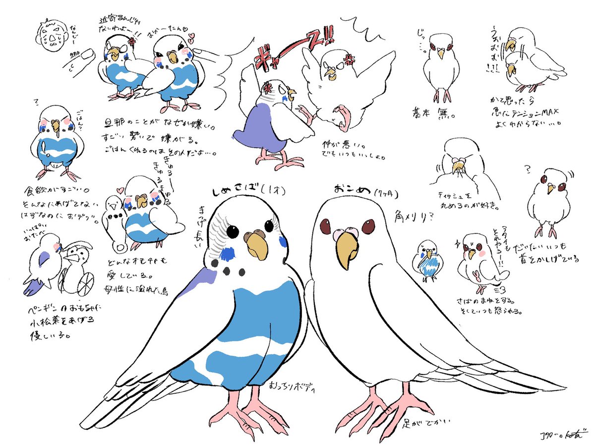 我が家の鳥たち 