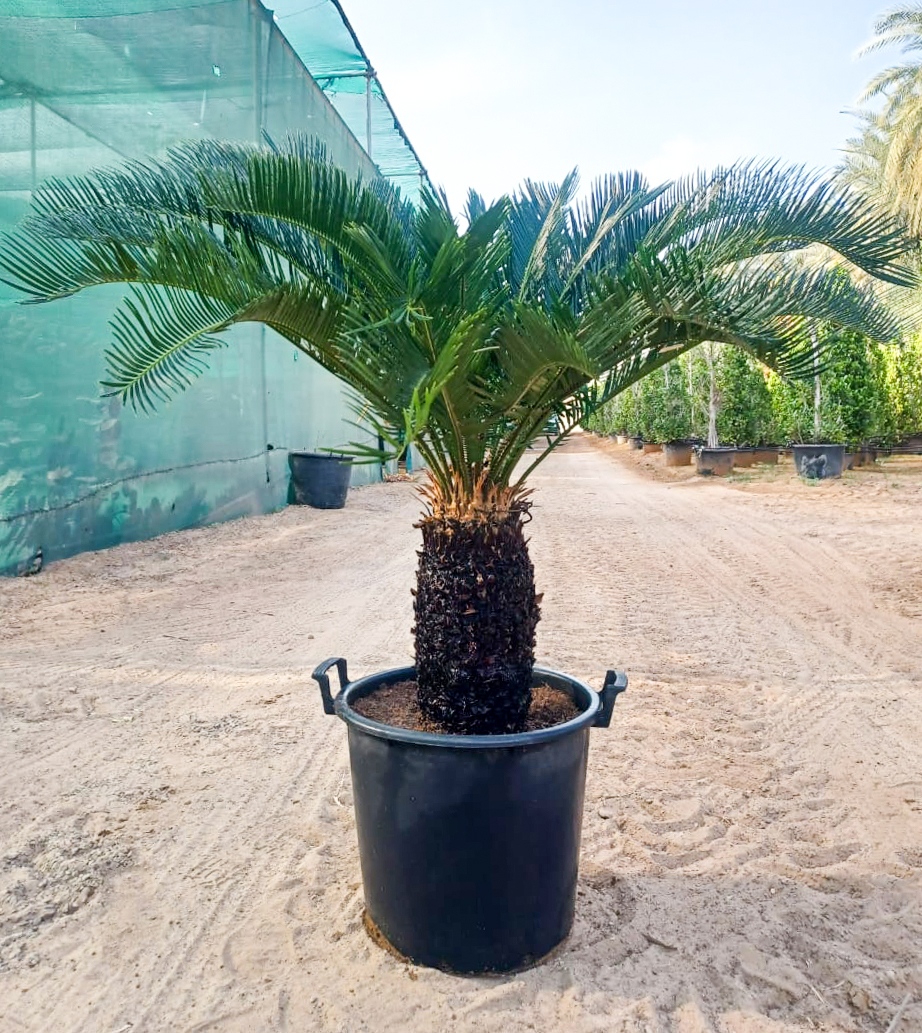 wahatalsahraadg's tweet image. 🌳 The Sago Palm (Cycas revoluta) is a striking evergreen cycad which is favoured as an ornamental plant. At Wahat Al Sahraa, we carry these in a wide range of sizes – so you’re sure to find the right one for your project.
#wahatalsahraa #palmtree # cycasrevoluta #sagopalm