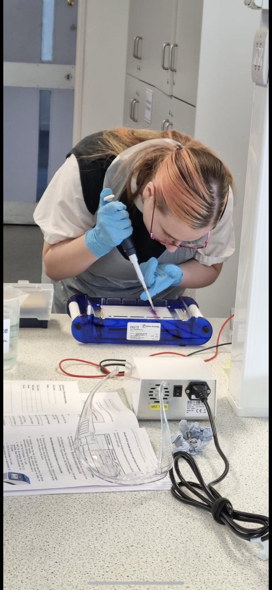 ScienceGHS1's tweet image. Our Higher Biologists loved their PCR workshop yesterday getting hands on with some experimental practice. 👨‍🔬👩‍🔬great to be back at @