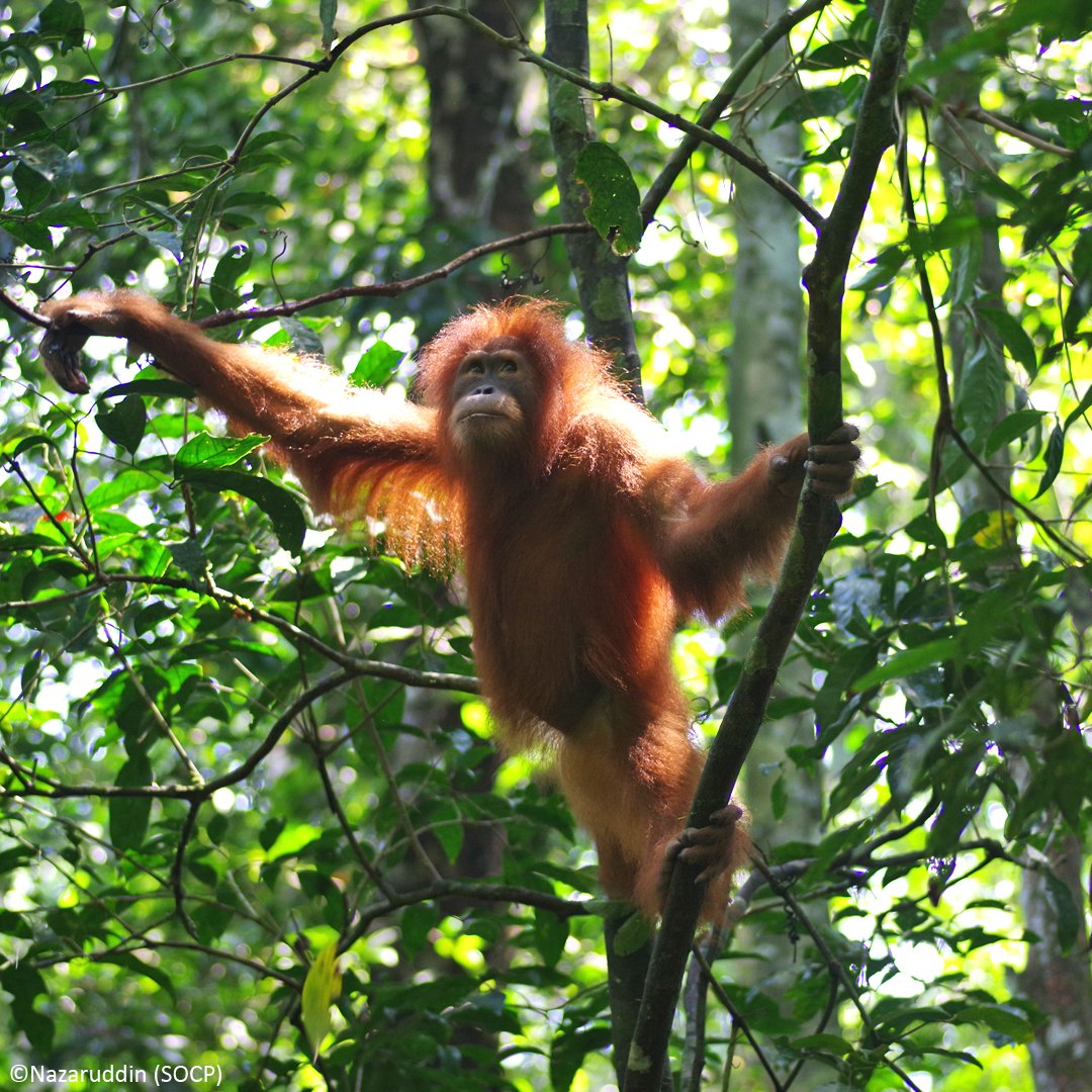 OrangUtansInNot's tweet photo. The next stop on our trip was the SOCP #reintroduction station in #Jantho. There we accompanied the monitoring team and spotted a familiar face: Molika, who used to be in our adoption programme. It was a great experience to meet her in #freedom. What an amazing #project! https://t.co/I4OIpjEWKS