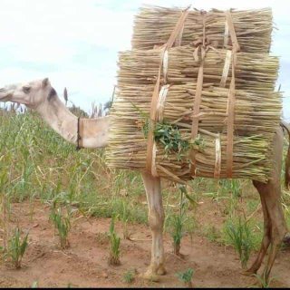 MuhamaduRabi's tweet photo. Alhamdulilha 🙏 https://t.co/pRevDwXBWo