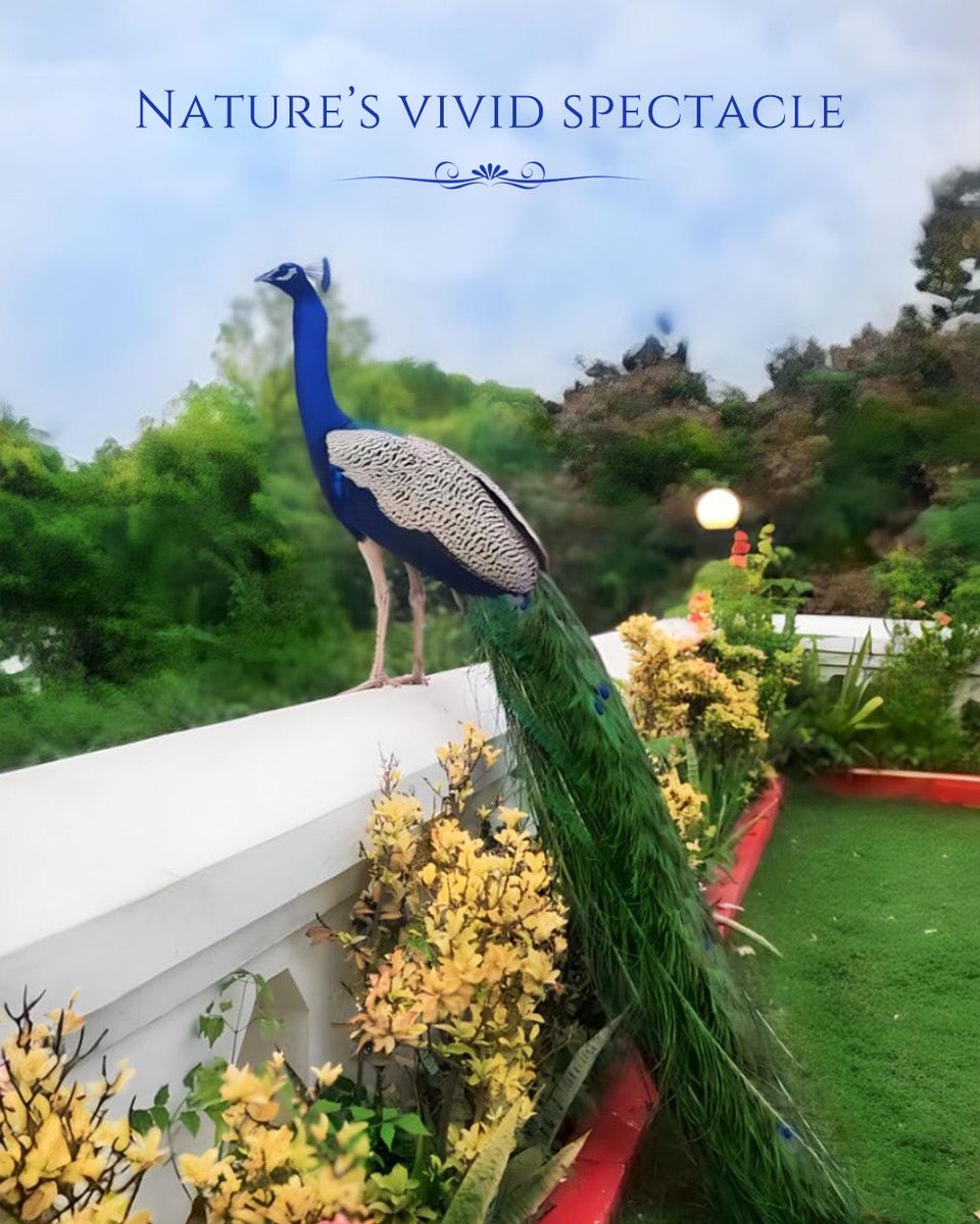 This monsoon, experience the vibrant charm of peacock sightings where these majestic birds adorn our grounds with their resplendent beauty.

For bookings please call us at: 8489914257 / 8489914256.

#TheGatewayMadurai #Madurai #ExperienceTaj #Tajness
