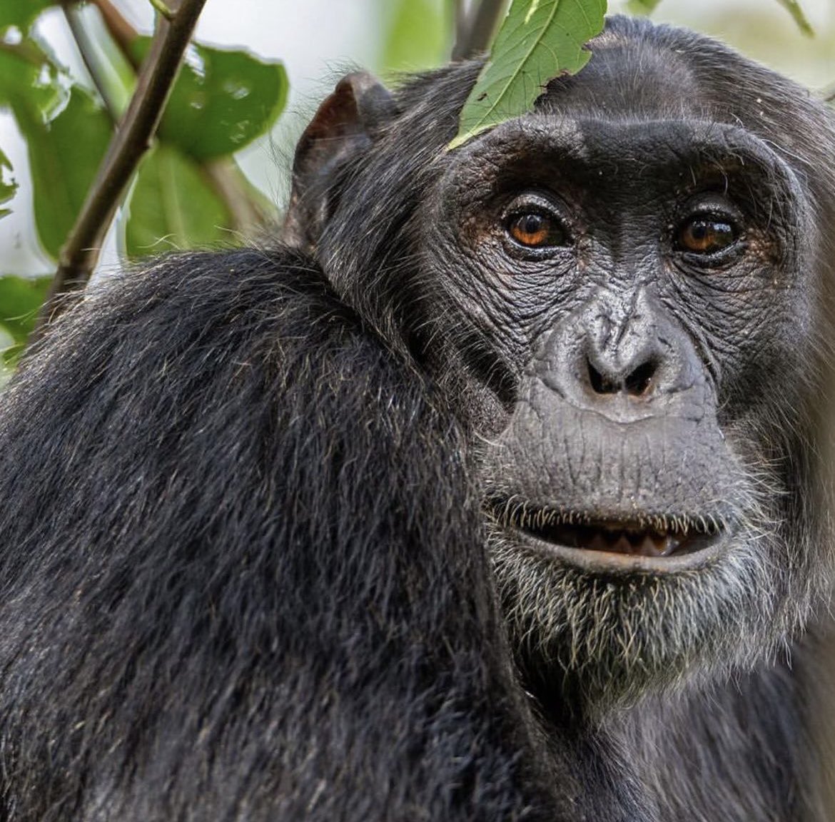 « Les larmes de la forêt. Les humains ont donc fini par t'arracher à cette forêt, malgré toute ta volonté d'y vivre. Orphelin puis sévèrement blessé à plusieurs reprises par des pièges, nous avions eu très peur pendant ton opération pour tenter d'enlever le collet de ta cheville.