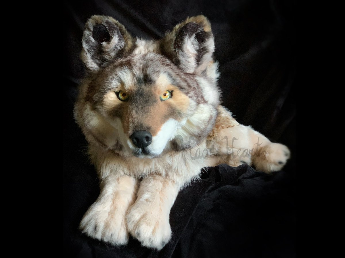 Forzaswift's tweet image. Latest plush complete - 100% handsewn Timberwolf based on Yellowstone’s “06.” #wolfplush #handmade #yellowstonewolves