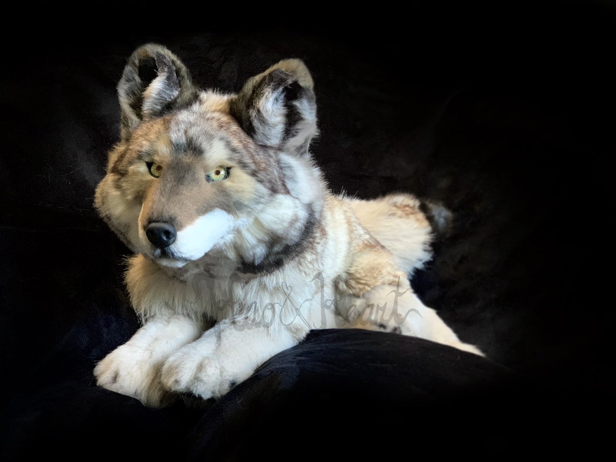 Forzaswift's tweet image. Latest plush complete - 100% handsewn Timberwolf based on Yellowstone’s “06.” #wolfplush #handmade #yellowstonewolves