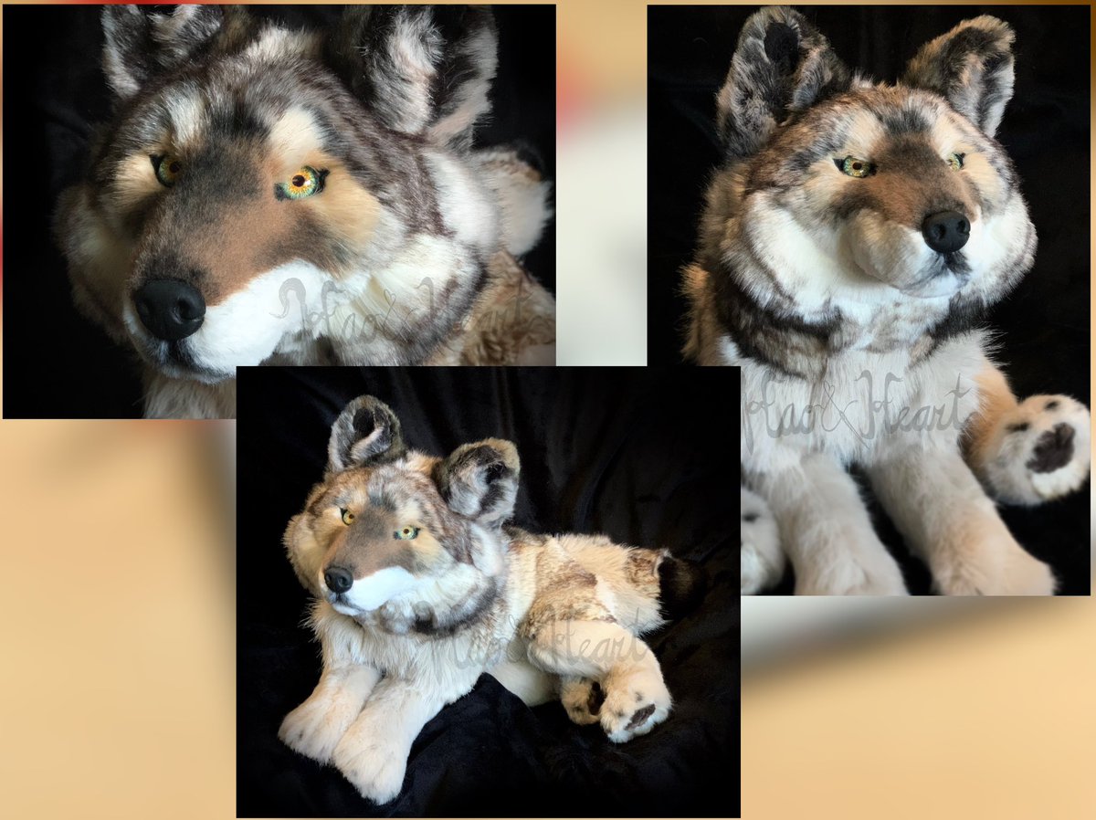 Forzaswift's tweet image. Latest plush complete - 100% handsewn Timberwolf based on Yellowstone’s “06.” #wolfplush #handmade #yellowstonewolves